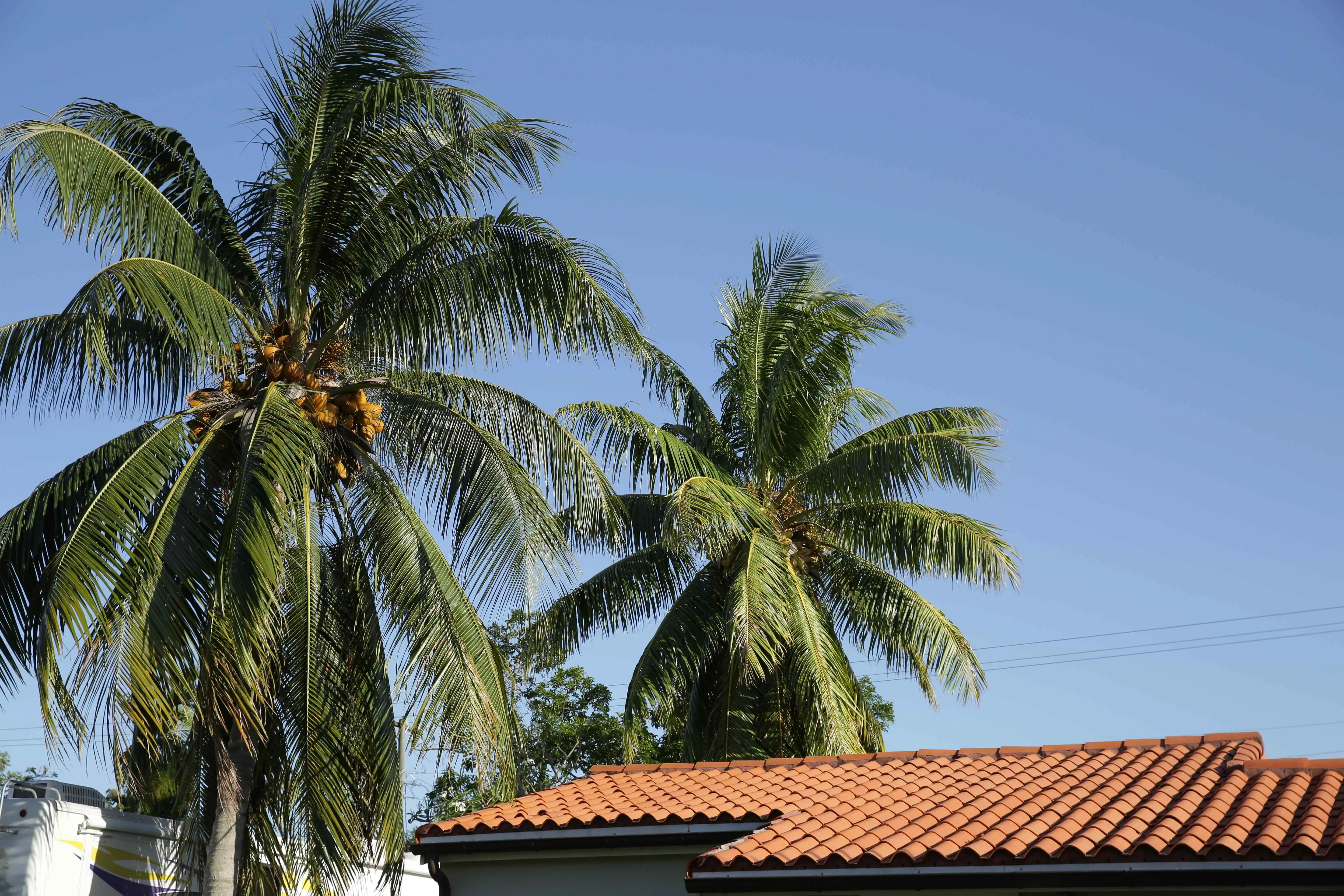 Palm trees and a Spanish-tile roof under a clear Florida sky